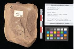 Foto (Objekt + Etikett) von Myrica lignitum Unger (NHMW-GEO-2024-0188-0695)